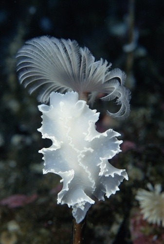 Photo:  Dorid nudibranch (Tritoniella belli)